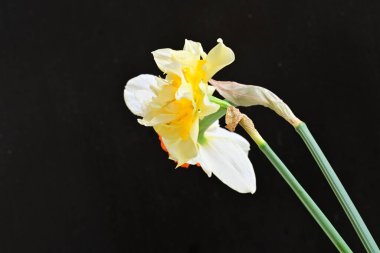 Narcissus bahar çiçekleri siyah arkaplanı kapatır 