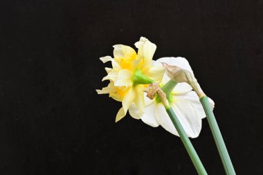 Narcissus bahar çiçekleri siyah arkaplanı kapatır 