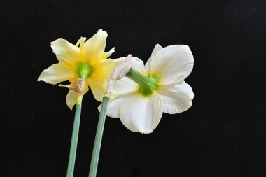 Narcissus bahar çiçekleri siyah arkaplanı kapatır 