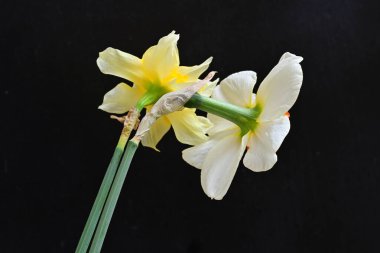 Narcissus bahar çiçekleri siyah arkaplanı kapatır 