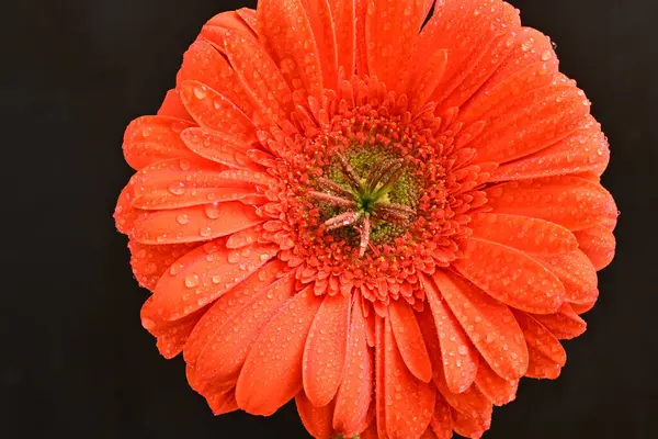 Siyah arkaplanda kırmızı gerbera çiçeği