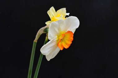 Narcissus bahar çiçekleri siyah arkaplanı kapatır 
