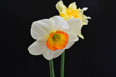 Narcissus bahar çiçekleri siyah arkaplanı kapatır 