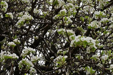 Beyaz çiçeklerle dolu bir kayısı ağacı. 