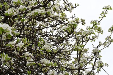 Beyaz çiçeklerle dolu bir kayısı ağacı. 