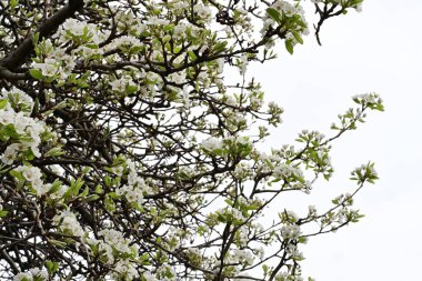 Beyaz çiçeklerle dolu bir kayısı ağacı. 