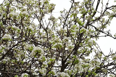 Beyaz çiçeklerle dolu bir kayısı ağacı. 