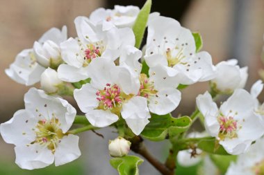 Beyaz çiçeklerle dolu bir kayısı ağacı. 