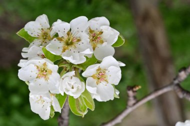 Beyaz çiçeklerle dolu bir kayısı ağacı. 