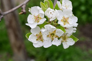 Beyaz çiçeklerle dolu bir kayısı ağacı. 