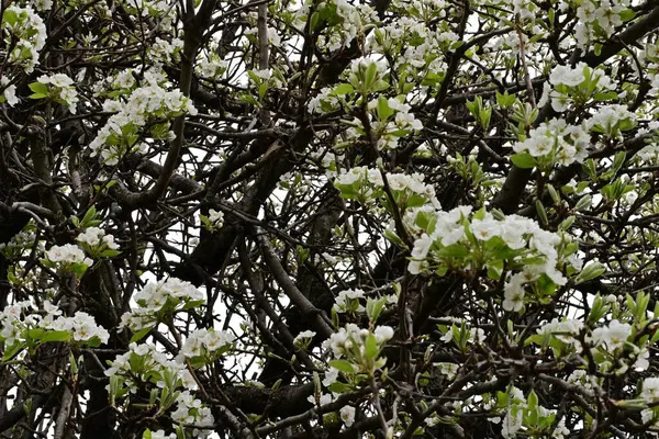 Beyaz çiçeklerle dolu bir kayısı ağacı. 