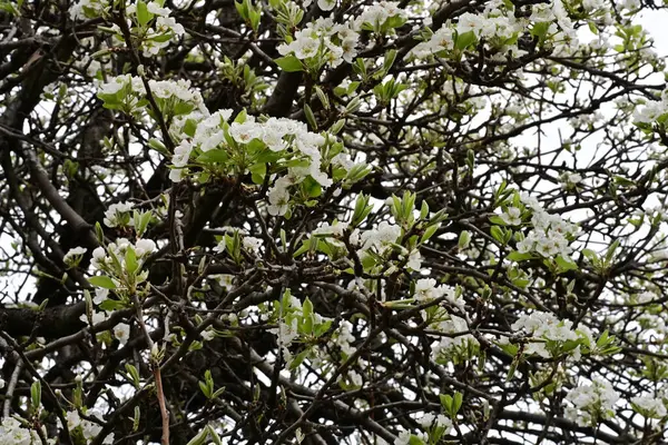 Beyaz çiçeklerle dolu bir kayısı ağacı. 