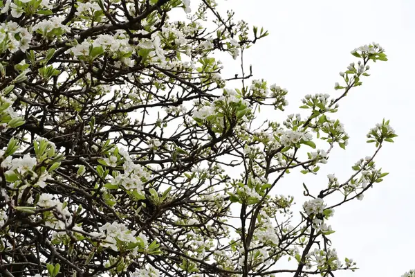 Beyaz çiçeklerle dolu bir kayısı ağacı. 