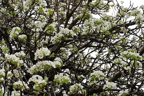 Beyaz çiçeklerle dolu bir kayısı ağacı. 