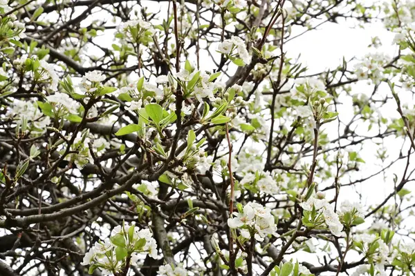 Beyaz çiçeklerle dolu bir kayısı ağacı. 