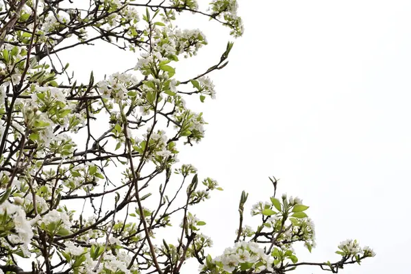 Beyaz çiçeklerle dolu bir kayısı ağacı. 