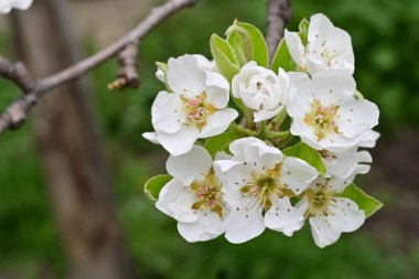 Beyaz çiçeklerle dolu bir kayısı ağacı. 