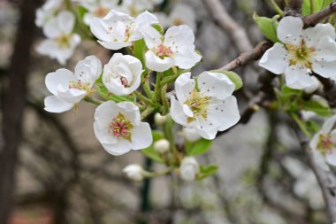 Beyaz çiçeklerle dolu bir kayısı ağacı. 
