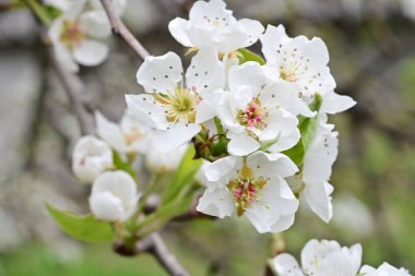 Beyaz çiçeklerle dolu bir kayısı ağacı. 