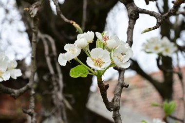 Beyaz çiçeklerle dolu bir kayısı ağacı. 