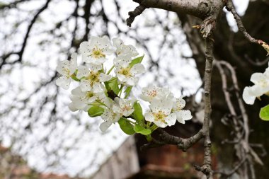 Beyaz çiçeklerle dolu bir kayısı ağacı. 