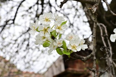 Beyaz çiçeklerle dolu bir kayısı ağacı. 