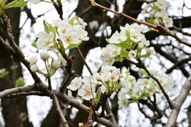 Beyaz çiçeklerle dolu bir kayısı ağacı. 