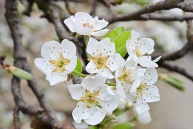 Beyaz çiçeklerle dolu bir kayısı ağacı. 