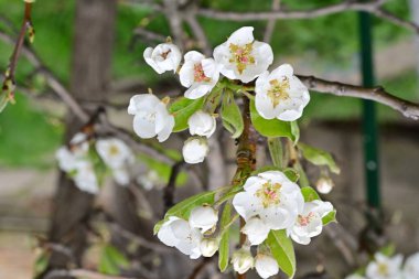 Beyaz çiçeklerle dolu bir kayısı ağacı. 