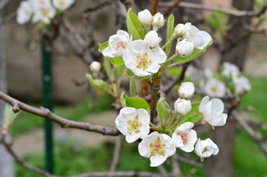 Beyaz çiçeklerle dolu bir kayısı ağacı. 