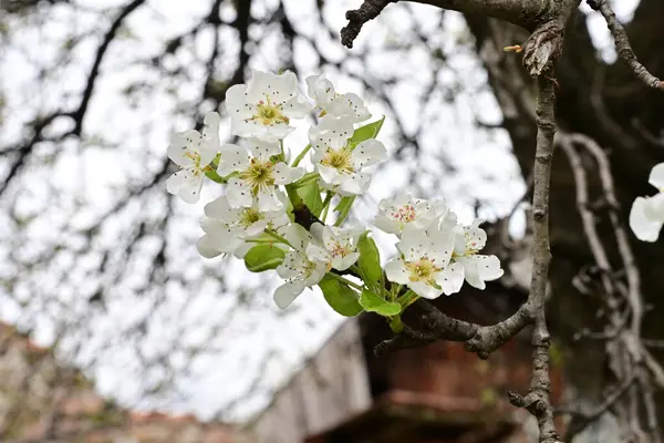 Beyaz çiçeklerle dolu bir kayısı ağacı. 