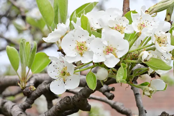 Beyaz çiçeklerle dolu bir kayısı ağacı. 