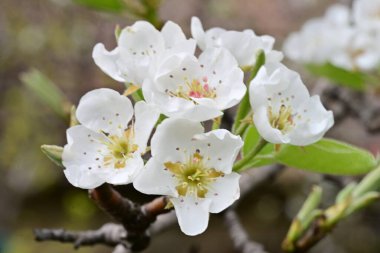 Beyaz çiçeklerle dolu bir kayısı ağacı. 