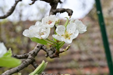Beyaz çiçeklerle dolu bir kayısı ağacı. 
