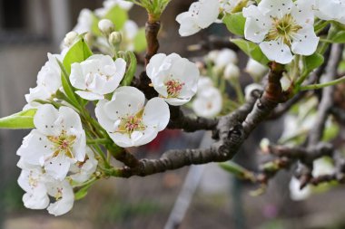 Beyaz çiçeklerle dolu bir kayısı ağacı. 