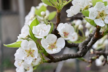 Beyaz çiçeklerle dolu bir kayısı ağacı. 