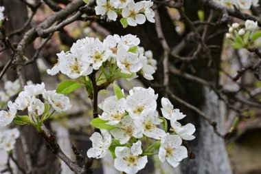 Beyaz çiçeklerle dolu bir kayısı ağacı. 