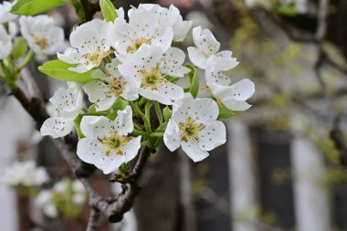 Beyaz çiçeklerle dolu bir kayısı ağacı. 