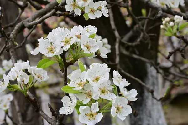 Beyaz çiçeklerle dolu bir kayısı ağacı. 
