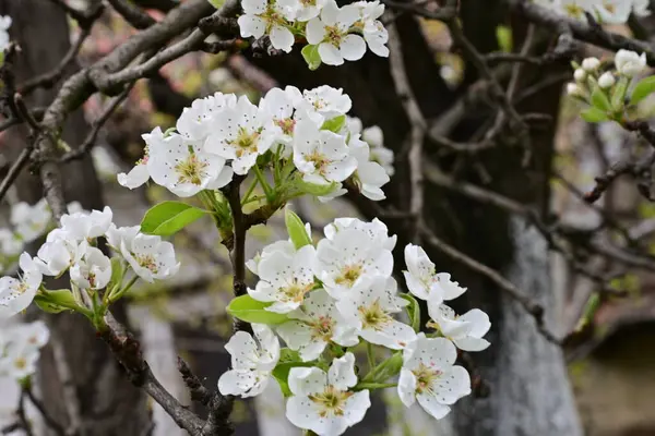 Beyaz çiçeklerle dolu bir kayısı ağacı. 