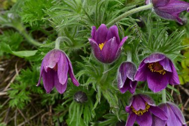 Güneşli yaz gününde bahçede yetişen güzel mor çiçekler.