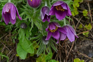 Güneşli yaz gününde bahçede yetişen güzel mor çiçekler.