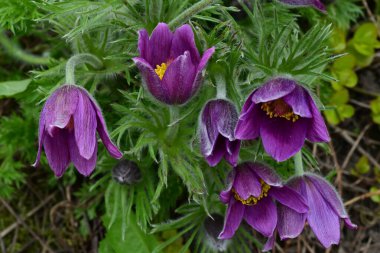 Güneşli yaz gününde bahçede yetişen güzel mor çiçekler.