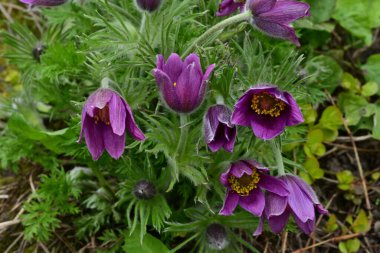 Güneşli yaz gününde bahçede yetişen güzel mor çiçekler.
