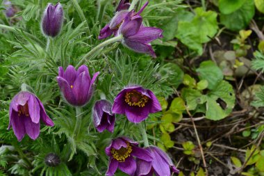 Güneşli yaz gününde bahçede yetişen güzel mor çiçekler.
