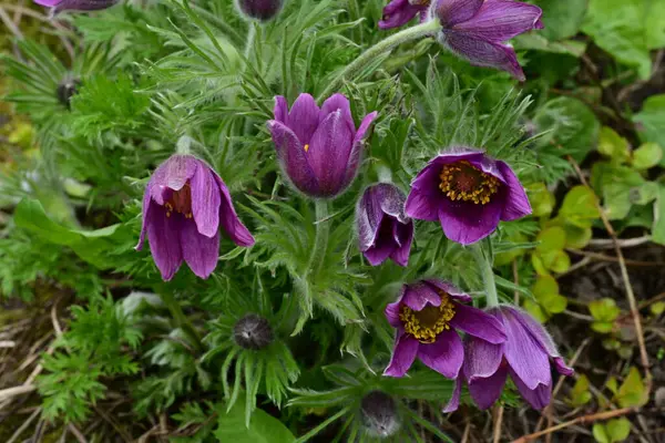 Güneşli yaz gününde bahçede yetişen güzel mor çiçekler.