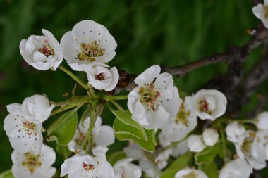 Çiçeklerle dolu kayısı ağacını kapat. 