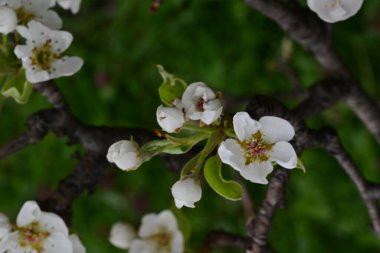 Çiçeklerle dolu kayısı ağacını kapat. 