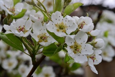 Çiçeklerle dolu kayısı ağacını kapat. 