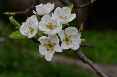 Çiçeklerle dolu kayısı ağacını kapat. 
